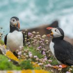 Puffins in Irland & Nordirland