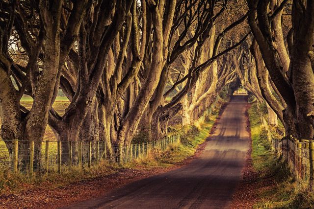 Nordirland Reise . Dark Hedges