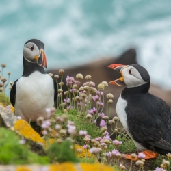 Puffins in Irland & Nordirland
